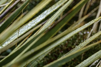 Close-up of blades of grass with dew drops in natural setting, Mount Cook, New Zealand