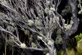 Detailed view of mossy branches with grey bark, Mount Cook, New Zealand