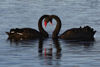 Two black swans form hearts with their necks on the calm water of Lake Rotorua, Rotorua, North