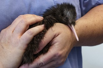Kiwi chick in gently held hands at Kiwi Hatchery in Rotorua, Rotorua, New Zealand