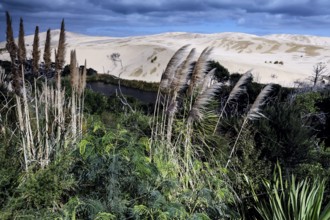 Lush vegetation against the sandy dunes of Ninety Mile Beach under blue skies, zero