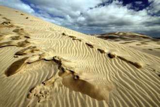 Pattern in the sand dune with distinctive footprints and cloudy sky, Ninety Mile Beach, Te Paki,