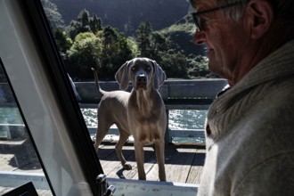 Dog on a pier looking curiously while a man is sitting in the boat