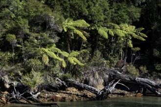 Lush forest with various types of trees in Pelorus Sound
