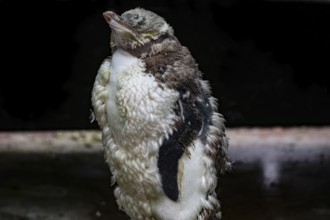 Yellow-eyed penguin in the Mauser with detailed feather structure on the Otago Peninsula, Otago