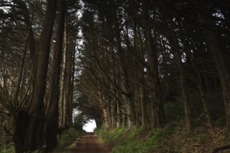 Light at the end of a forest arc surrounded by tall trees on the Otago Peninsula, Otago Peninsula,