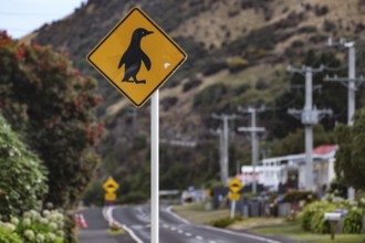 Road sign with penguin warning on a road in hilly countryside on the Otago Peninsula, Otago