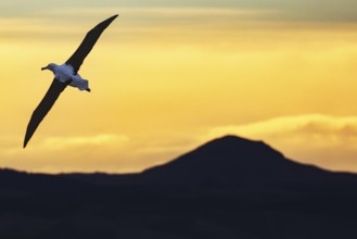 Albatross in flight in front of a colorful sunset on the Otago Peninsula, Otago Peninsula, Otago,