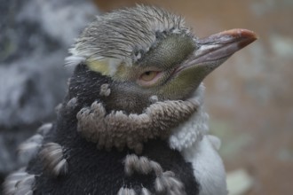 Close-up of a yellow-eyed penguin with distinctive moult and detailed plumage, Otago Peninsula, New