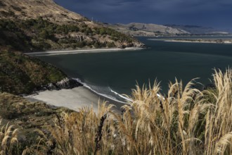 Coastal view of Pilot's Beach with views of the ocean and surrounding hills, Otago Peninsula, New
