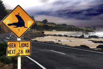 Road sign on a coastal road near Nugget Point warning of sea lions, Nugget Point, Otago, New