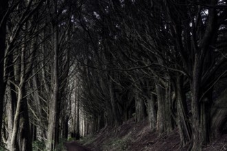Dark tunnel path surrounded by trees on the Otago Peninsula, looks mystical and mysterious, Otago