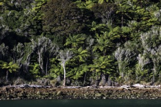 Dense forest landscape full of green ferns at Pelorus Sound, Pelorus Sound, Marlborough, New