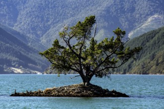 A single tree on a small island in tranquil Pelorus Sound, Pelorus Sound, Marlborough, New Zealand