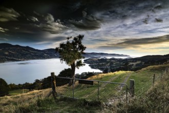 Wide landscape with lake and cabbage tree under dramatic evening sky, Otago Peninsula, New Zealand