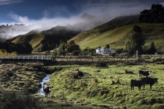 Green landscape with hills and grazing cows along the Forgotten World Highway