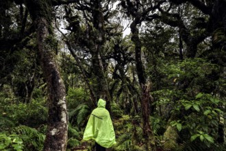 Dense forest in Goblin Forest with hikers in glowing jacket, Mount Egmont National Park, New