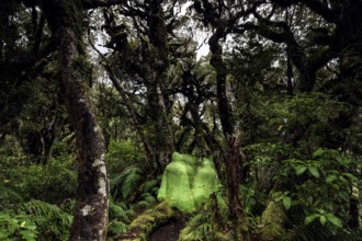 Dense, moss-covered forest in the Goblin Forest of Mt Egmont National Park, surrounded by