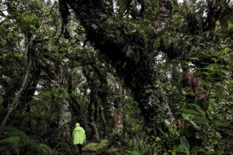 Densely overgrown trees in Goblin Forest with moss-covered branches in Mt Egmont National Park,