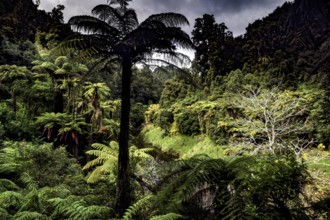 Dense jungle landscape with tree fern along the Forgotten World Highway in New Zealand, zero