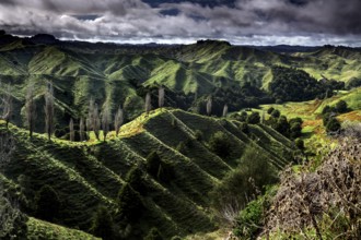 Extensive green hills along the Forgotten World Highway, New Zealand, zero