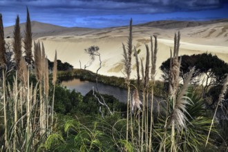 A small lake surrounded by reeds and sand dunes under a cloudy sky