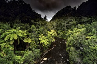 Lush rainforest with thick greenery along the Tangarakau River under cloudy sky, Tangarakau River,