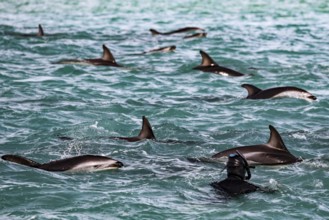 Many dolphins and a snorkeler interacting playfully in the water of Kaikoura, Kaikoura, New Zealand