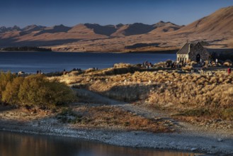 The Good Shepherd Church on the shores of Lake Tekapo in picturesque countryside, Lake Tekapo, New