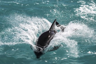 A dolphin jumps through the turquoise ocean waves in Kaikoura, Kaikoura, New Zealand