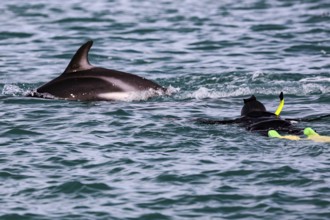 A snorkeler swims near a dolphin in the blue water of Kaikoura, Kaikoura, New Zealand