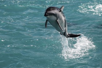 An elegant dolphin jumps out of turquoise water near Kaikoura, Kaikoura, New Zealand