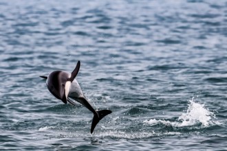 A dolphin dynamically jumps out of the sea near Kaikoura, Kaikoura, New Zealand