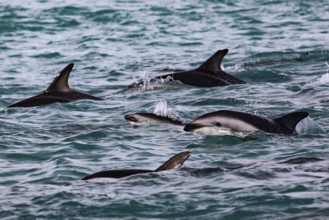 Several dolphins swim together through the blue water off Kaikoura, Kaikoura, New Zealand