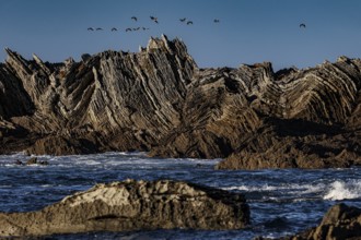 Dramatic rock formations on the Kaikoura coast with flying birds, zero
