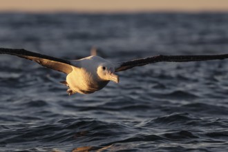 A northern royal albatross flies across the sea near Kaikoura, Kaikoura, New Zealand