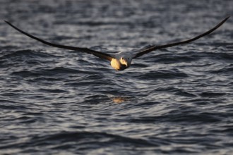 King albatross hovers just above the water surface near Kaikoura, Kaikoura, New Zealand