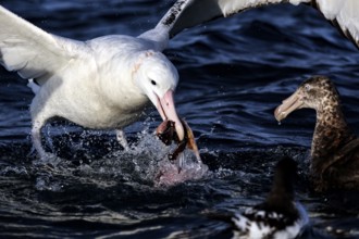 Albatross and other birds feeding in the ocean off Kaikoura, Kaikoura, Canterbury, New Zealand