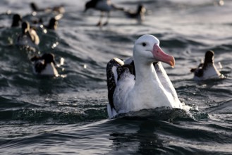 Albatross feeding in the ocean off Kaikoura, accompanied by other seabirds, Kaikoura, Canterbury,