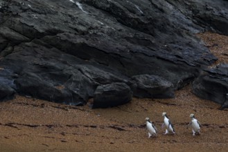Three yellow-eyed penguins on a rocky stretch of beach near Katiki Point, Katiki Point, Otago, New