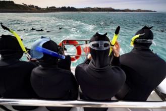 Snorkelers on a boat watching dolphins in the turquoise blue water of Kaikoura, Kaikoura, New