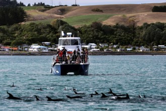 Tour boat full of people watching dolphins in the ocean near Kaikoura, Kaikoura, New Zealand