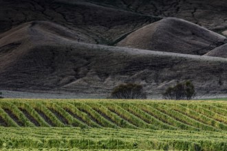 Vineyards in front of an imposing range of hills under clear skies, Marlbourough, New Zealand
