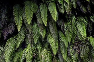 Dense green fern leaves with visible structure near Lake Matheson, Lake Matheson, New Zealand