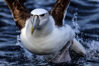 Bald-headed albatross lands on the water near Kaikoura, Kaikoura, New Zealand