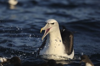 Bald-headed albatross calls across the water surface near Kaikoura, Kaikoura, New Zealand