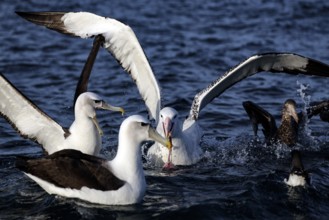 Albatrosses gather to feed on the ocean near Kaikoura, Kaikoura, New Zealand