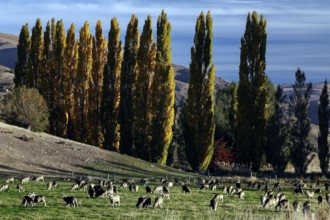 Green field full of sheep flanked by tall trees near Lake Pukaki, Lake Pukaki, Canterbury, New