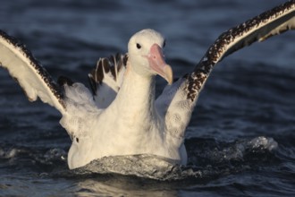 Northern royal albatross spreads its wings on the water near Kaikoura, Kaikoura, New Zealand