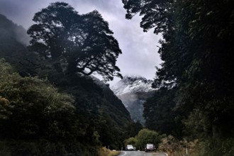 Cuts in the mountainous landscape flanked by tall trees on the road, The Divide, Milford Road, New